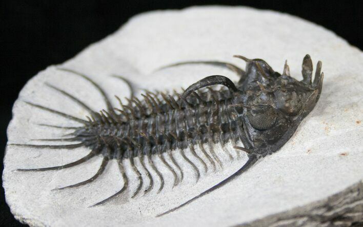 Oustandingly Prepared Quadrops Trilobite - #16330